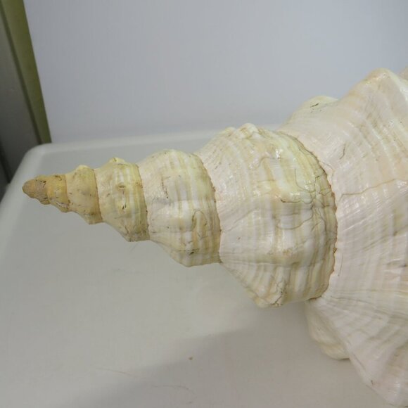 Real Sea Shell 15" long Horse Conch cream & peach coloring Coastal - Picture 12 of 15